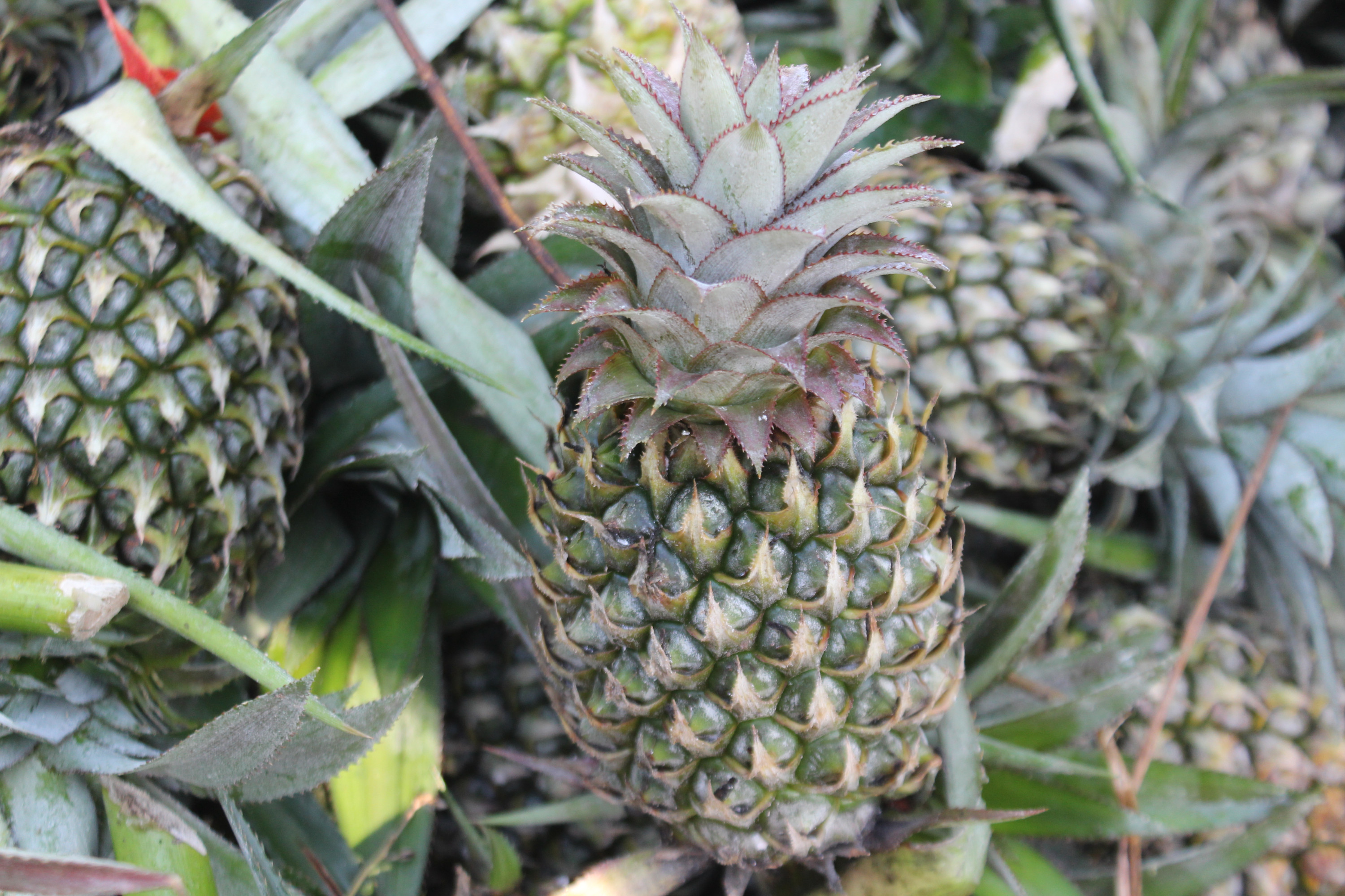 Khóm Cầu Đúc - “Trái ngọt” trên đất phèn chua