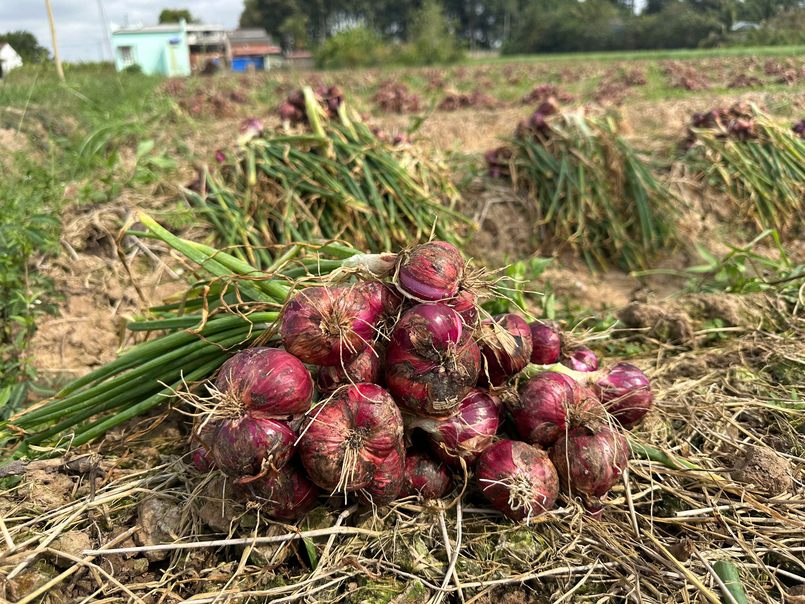 Hành tím Vĩnh Châu – Vị hành khơi thành cảm xúc